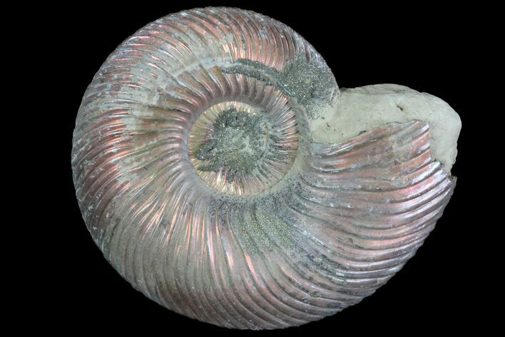 Iridescent Ammonite (Quenstedticeras) Fossil With Pyrite #78489